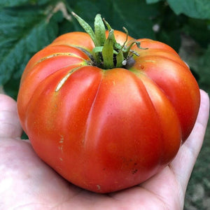 Tomato - German Baptist Heirloom Slicer