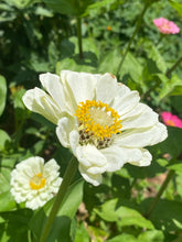 Zinnia - Key Lime Pie mix