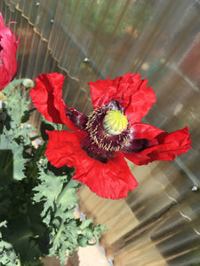 Poppy P. Somniferum (Wizard of Oz)