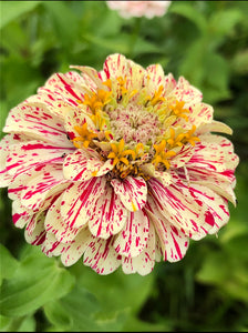 Zinnia (Peppermint Stick) seed