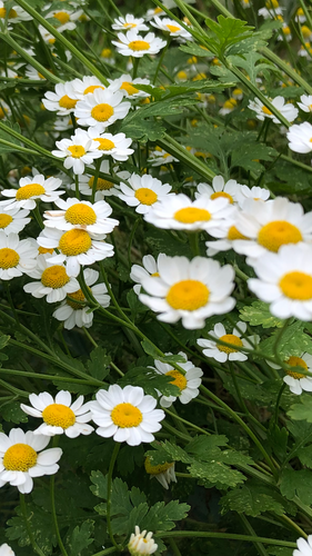 Feverfew (Tanacetum parthenium) seeds