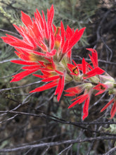 Indian Paintbrush Flower seed (Castilleja Affinis)
