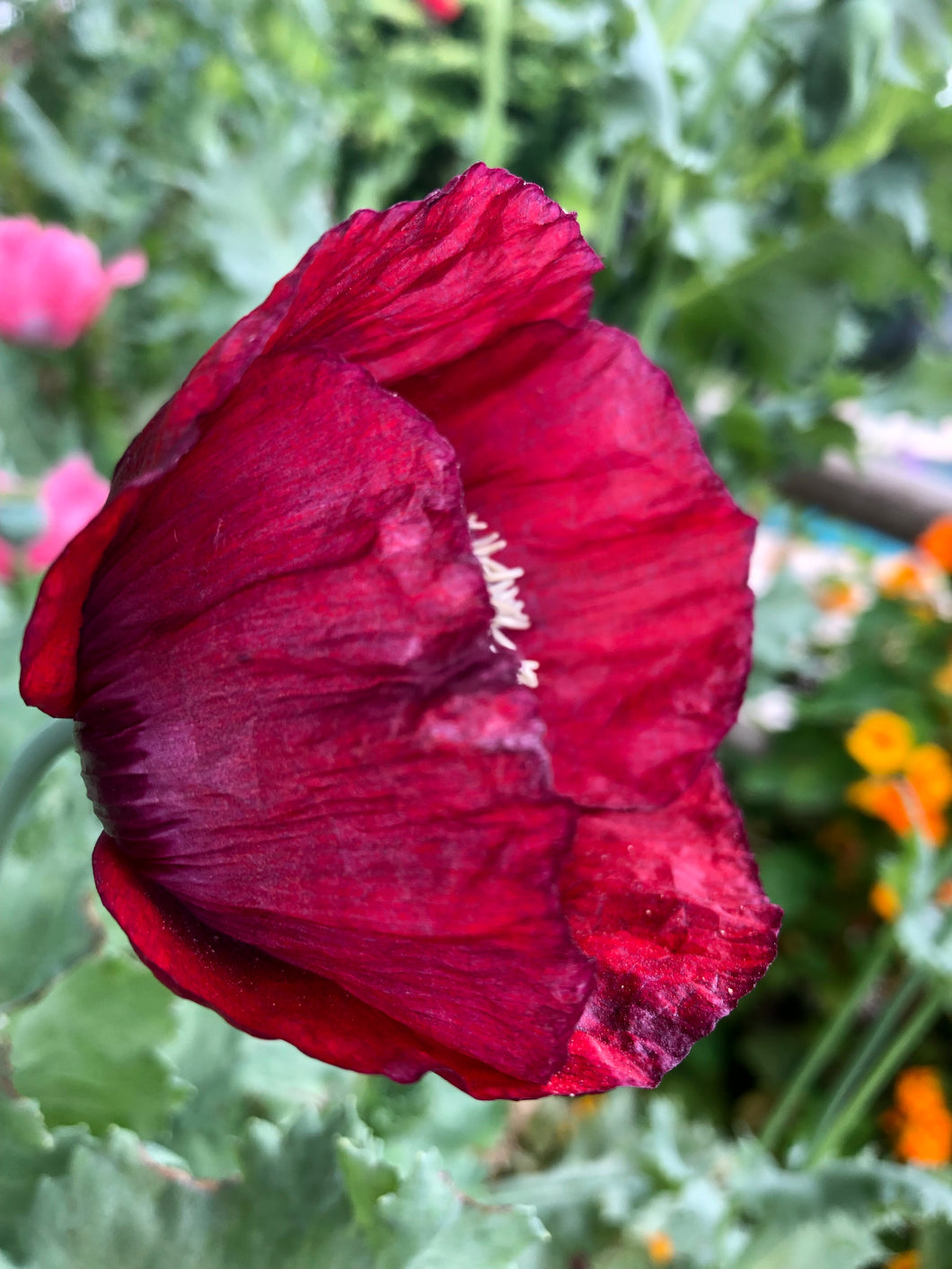 Poppy P. Somniferum (Dark Raspberry Pepperbox)