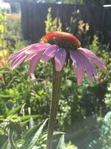 Echinacea Flower Heads - whole