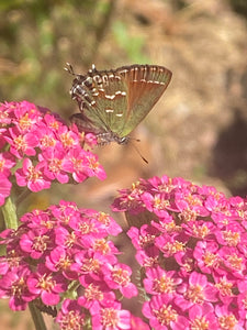 Yarrow seed (mixed colors)