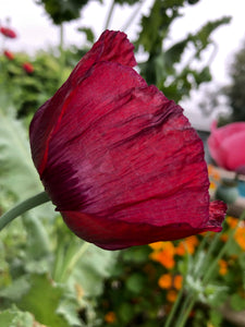 Poppy P. Somniferum (Dark Raspberry Pepperbox)