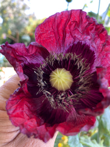 Poppy P. Somniferum (Dark Raspberry Pepperbox)