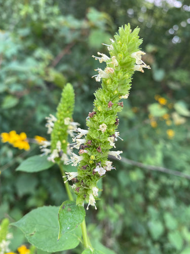 Hyssop (Giant Yellow) Agastache nepetoides