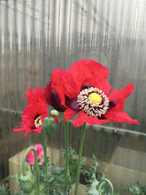 Poppy P. Somniferum (Wizard of Oz)