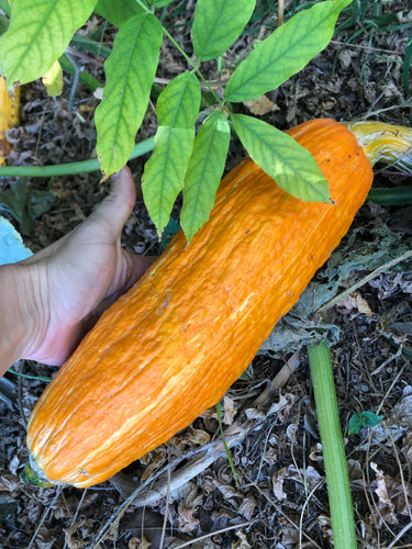 Gete Okosimin Squash Seeds