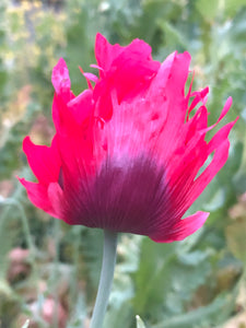 Poppy P. Somniferum (Turkish Flame)