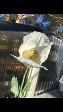 Poppy - P. Somniferum Heirloom Collector’s Bundle