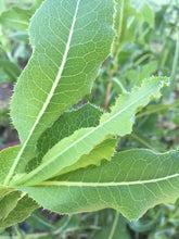 Prickly Lettuce Seed (Lactuca Virosa)