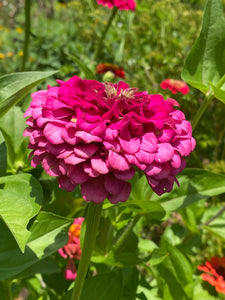 Zinnia - Frog Holler Giant