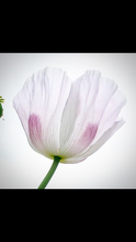 Poppy P. Somniferum (Stoker’s Blue Odyssey) Seed