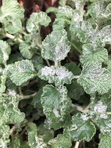 Horehound (Dried/Fresh) (White Horehound)