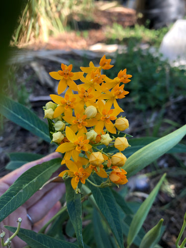 Butterfly Milkweed ( Asclepias Tuberosa ) seed