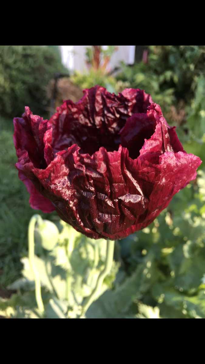 Poppy P. Somniferum (Dark Raspberry Pepperbox) – Starfish Honey