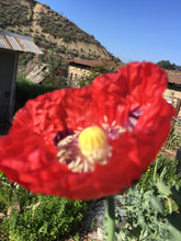 Poppy P. Somniferum (Wizard of Oz)