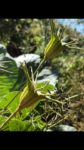 Nigella Hispanica seed 25 ct