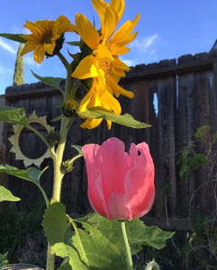 Not Your Grandmother’s Garden Mix - Poppy & Large Wild Flower Pollinator Blend