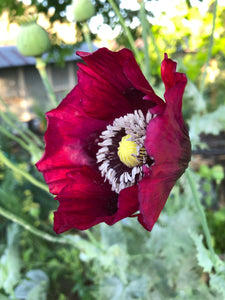 Poppy P. Somniferum (Dark Raspberry Pepperbox)