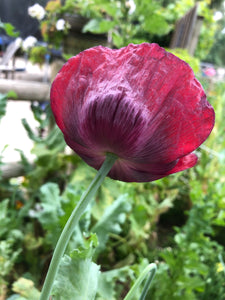 Poppy P. Somniferum (Dark Raspberry Pepperbox)