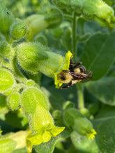 Tobacco - Rapa Nui (Easter Island Tobacco) seeds