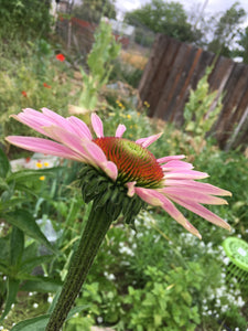 Echinacea Flower Heads - whole