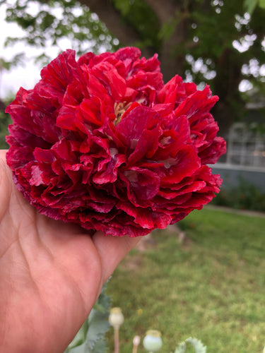 Poppy P. Somniferum Doubles (Cloud Mix)