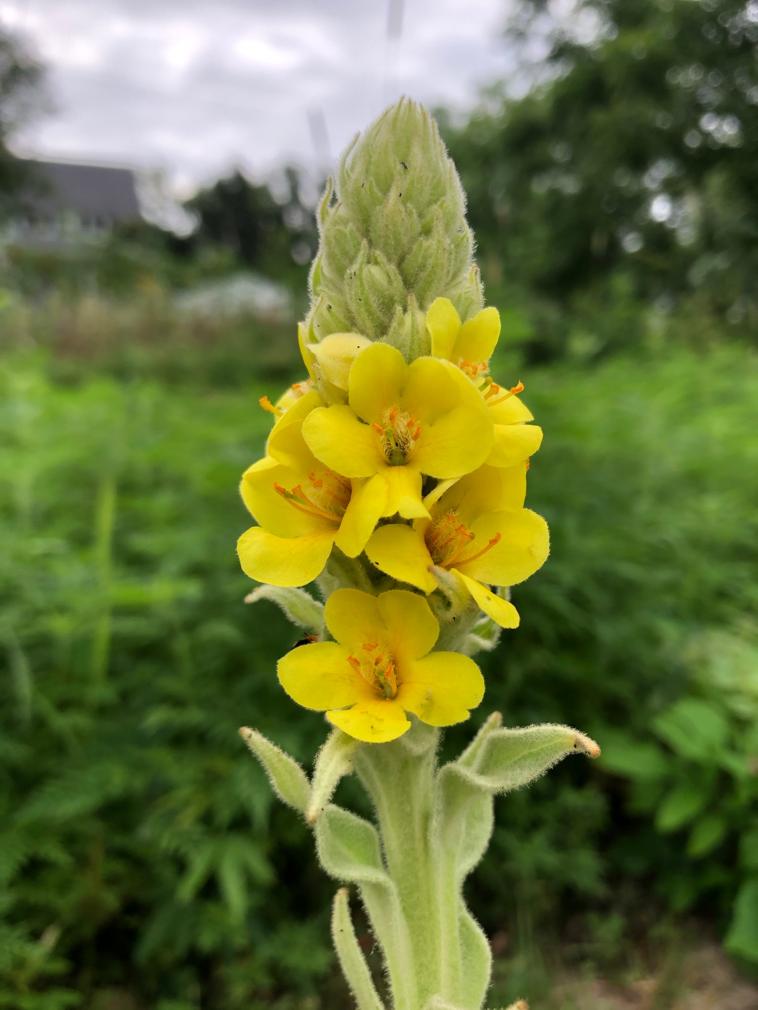 mullein plant seeds for sale Mullein, Common (Verbascum thapsus)