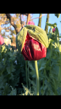 Poppy - P. Somniferum Heirloom Collector’s Bundle