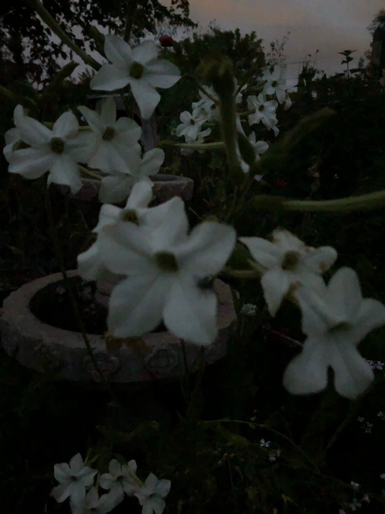 night scented tobacco Flowering Tobaccos Light Up the Garden night scented tobacco Flowering Tobaccos Light Up the Garden