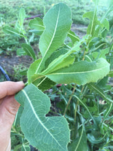 Prickly Lettuce Seed (Lactuca Virosa)