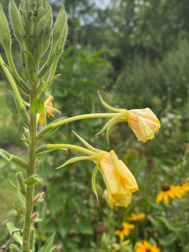 Hooker’s Evening Primrose seed (Oenothera elata hookeri)