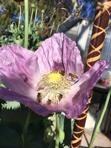 Not Your Grandmother’s Garden Mix - Poppy & Large Wild Flower Pollinator Blend