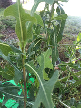 Prickly Lettuce Seed (Lactuca Virosa)