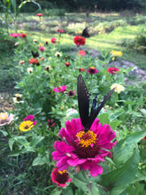 Zinnia (Peppermint Stick) seed