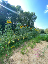 Sunflower - Mongolian Giant seeds