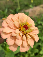 Zinnia (Peppermint Stick) seed