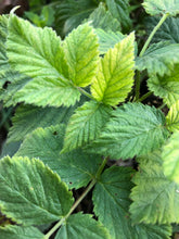 Raspberry Leaf