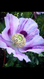 Poppy - P. Somniferum Heirloom Collector’s Bundle