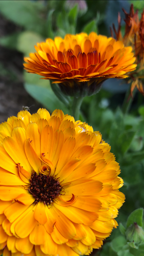 Calendula - Indian Prince