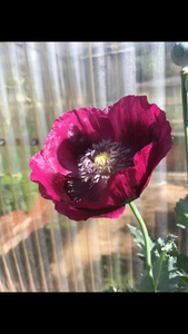 Poppy P. Somniferum (Dark Raspberry Pepperbox)