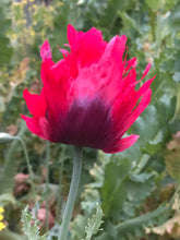 Poppy P. Somniferum (Turkish Flame)