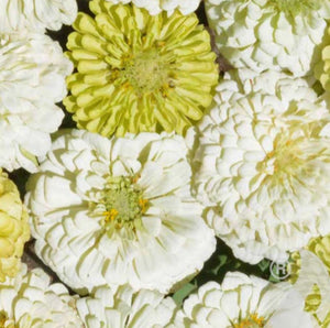 Zinnia - Key Lime Pie mix