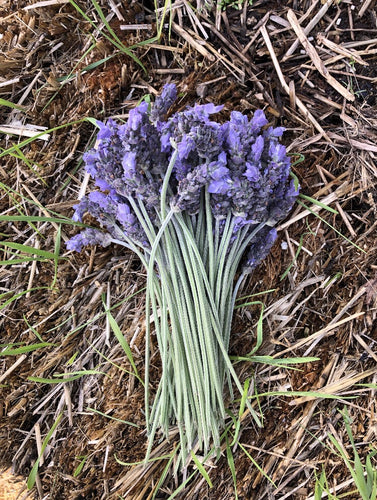 Lavender (Miparque’s Perfect French Lavender) Lavendula Dentata Seeds