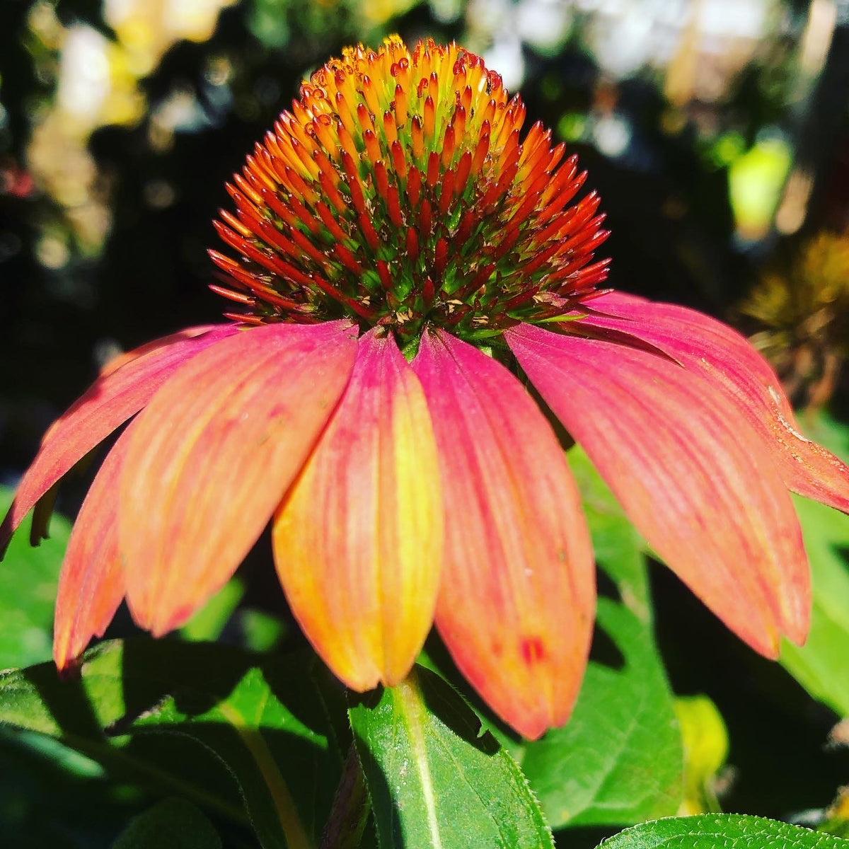 Echinacea ( Cheyenne Spirit ) seeds