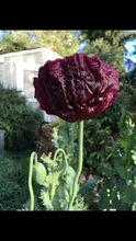 Poppy P. Somniferum (Dark Raspberry Pepperbox)