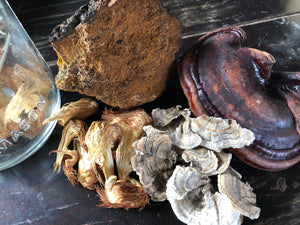 Medicinal Mushroom Blend (Dried)